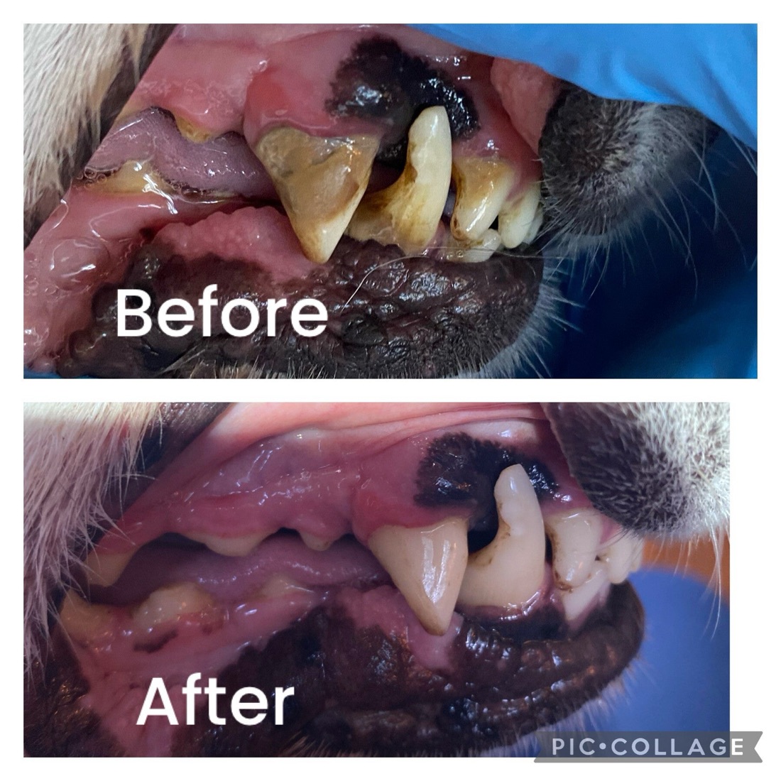 Before and after a cosmetic cleaning: heavy plaque on a dog's canine, then a cleaner mouth after the visit.