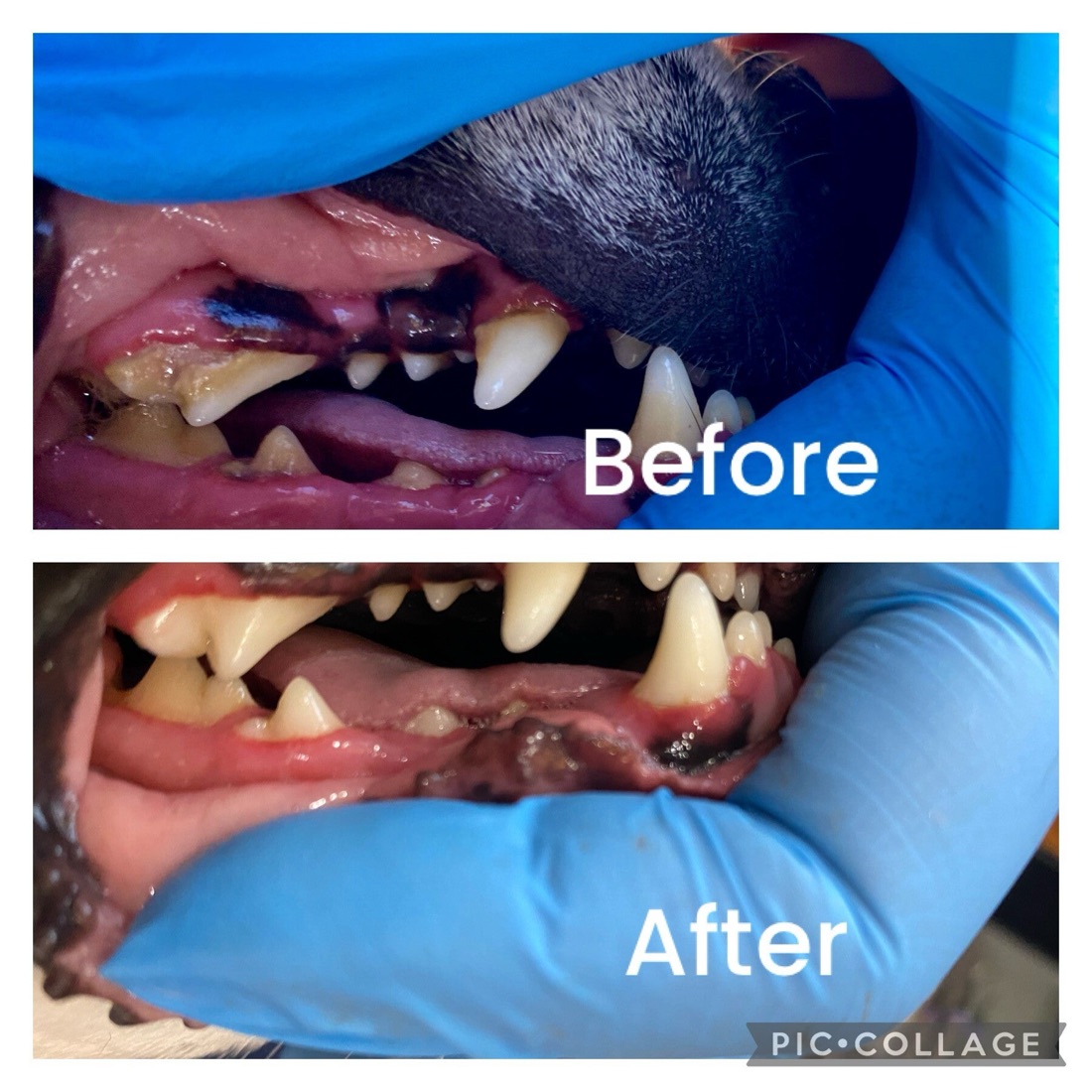 Before and after a cosmetic cleaning of a large breed, plaque lifted above the gum line.