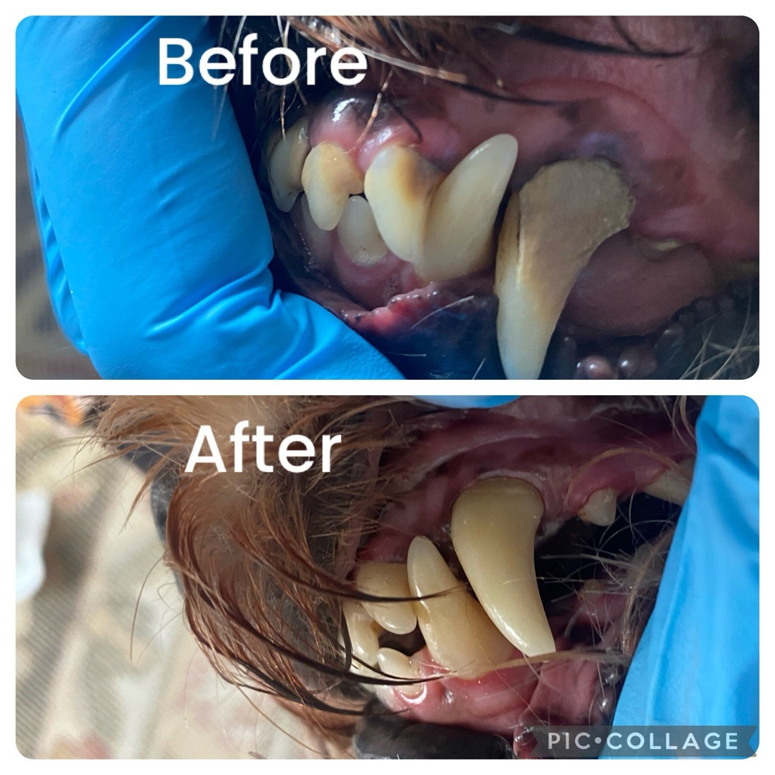 Before and after of a dog with yellow tartar, then clean enamel after the visit.