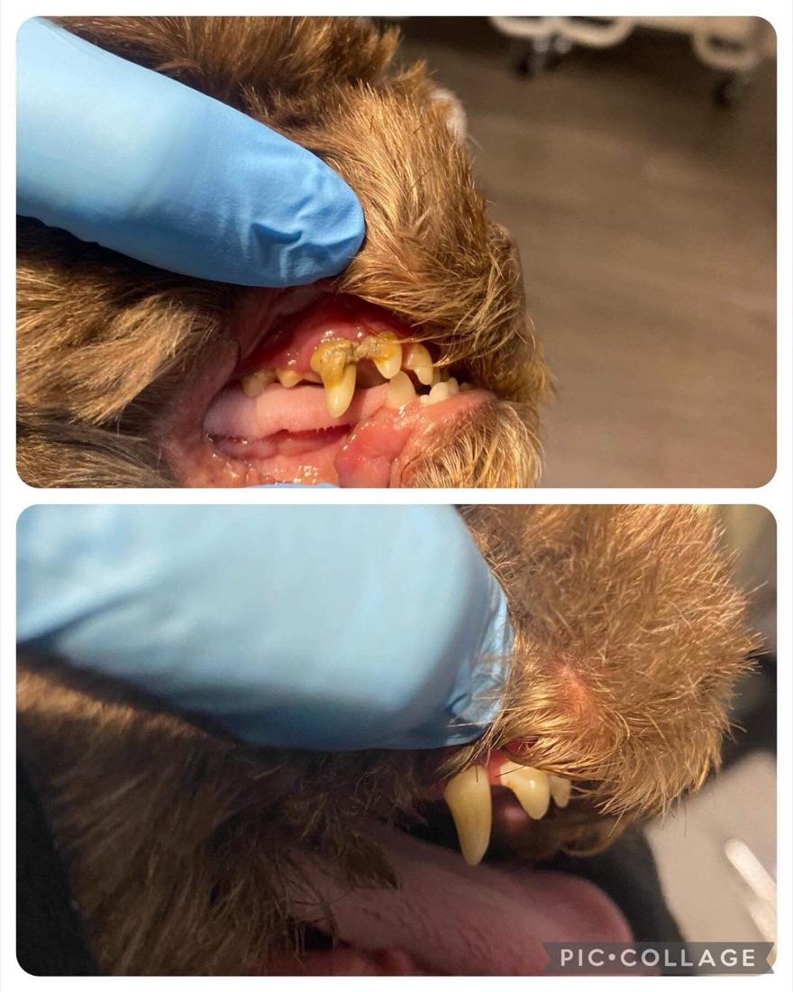 Before and after of a small dog's teeth, brighter and cleaner after the cosmetic cleaning.